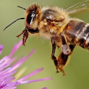 Learning from Bees for engaging community