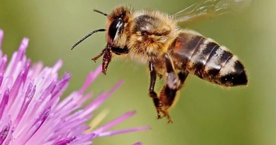 Learning from Bees for engaging community