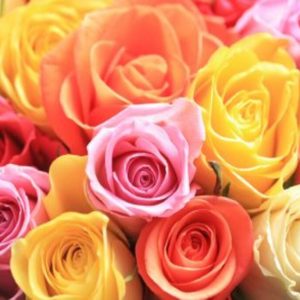 fun facts about roses